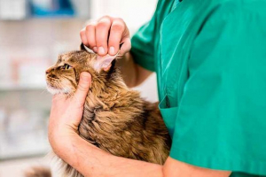 Jak leczyć kopię kotów Jak leczyć kopię kotów